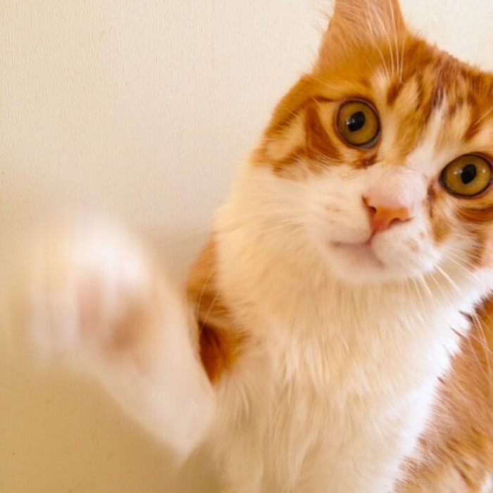 猫も「お手」ができる!飼い主でも教えられる簡単なテクニックとは