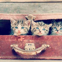 帰省、旅行、病院、移動による猫のストレスを軽減する方法