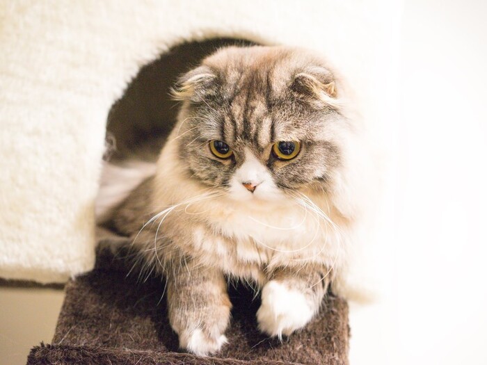 猫ちゃんの抜け毛をお掃除する3つのコツ