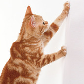 壁紙の悩み→ペット周りやキッチンの「汚れ・キズ」をどう防ぐ?