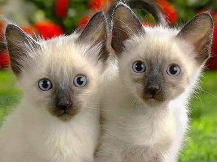 シャム猫が飼いたい!と思ったら、知っておきたい3つ