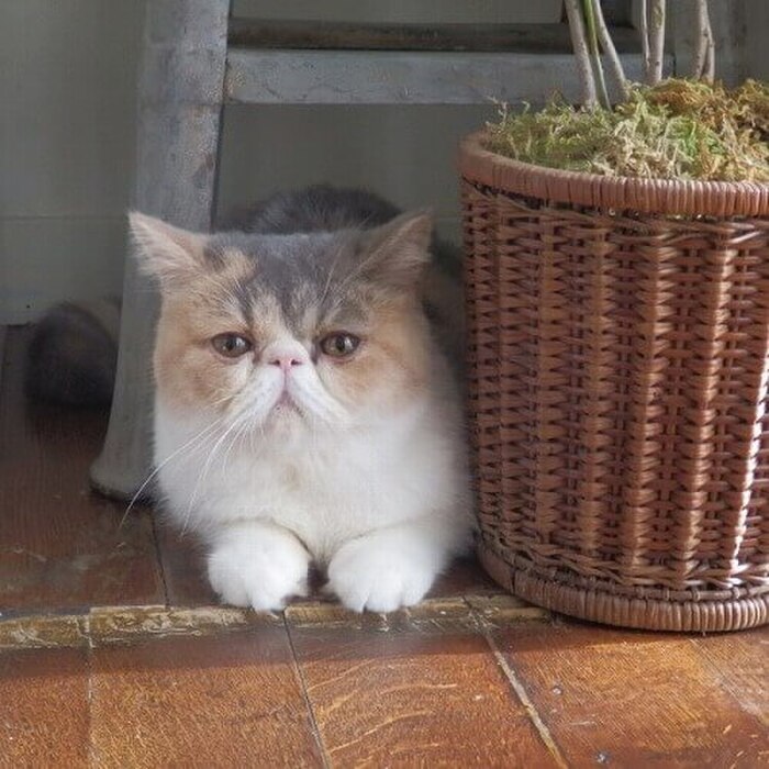 【エキゾチックショートヘア】オトナ女子ちくわの秘密