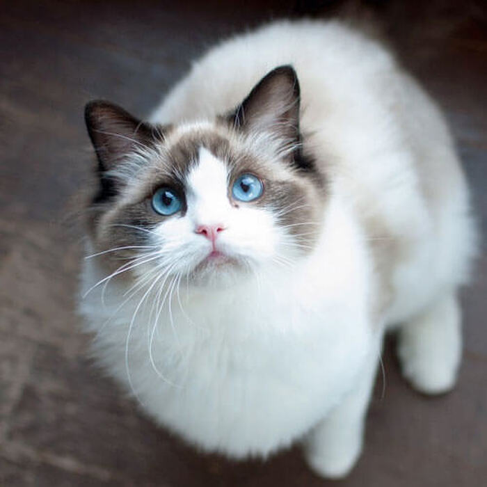 ラグドールは優しくおおらか!性格良しのぬいぐるみ!