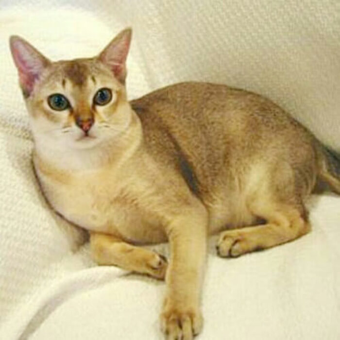 世界一小さい♪可愛いシンガプーラの魅力に迫る!