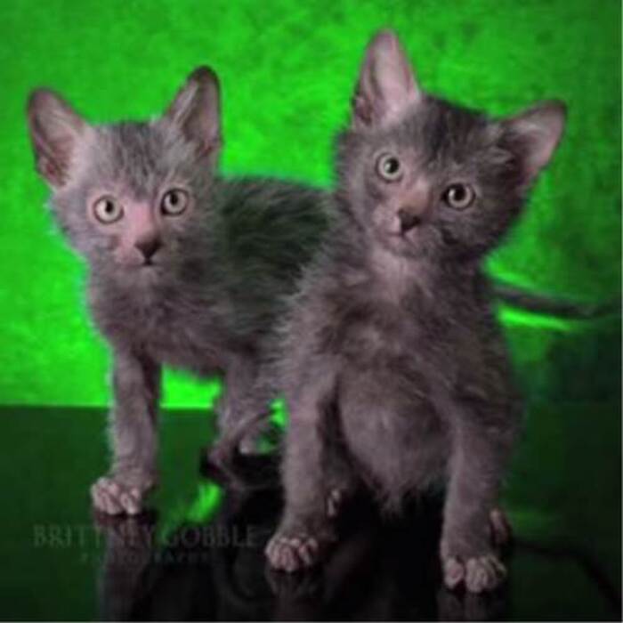 【リコイ】新種の猫、リコイの性格はまるで犬、見た目