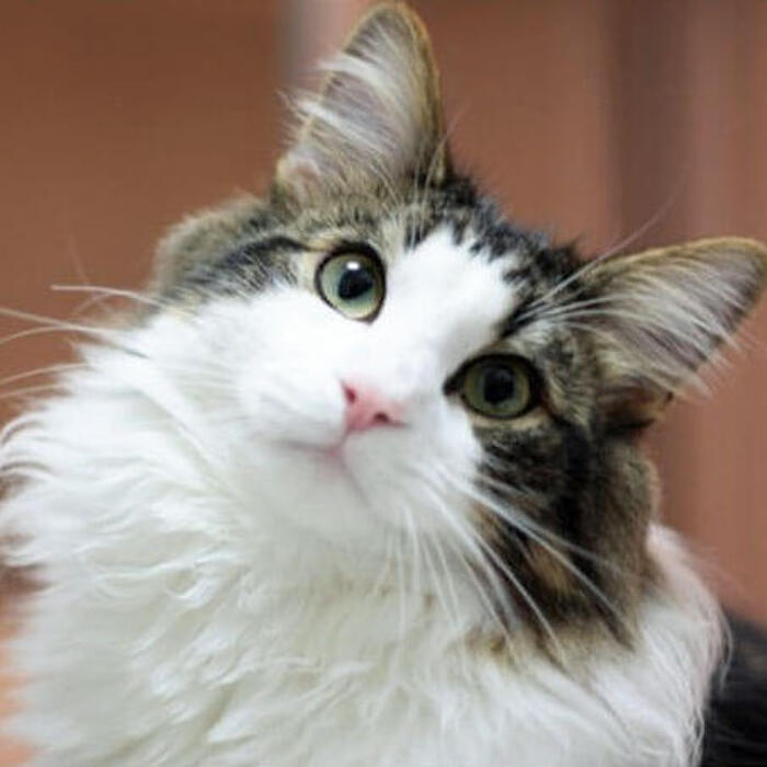 ノルウェージャンフォレストキャット。人気のヒミツは