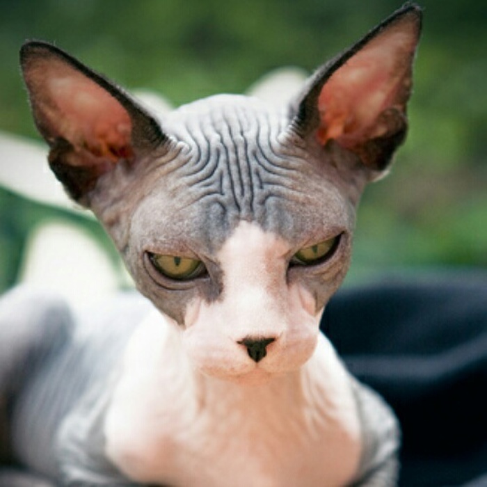 スフィンクスのお手入れ方法♥つやつやビロード肌維持