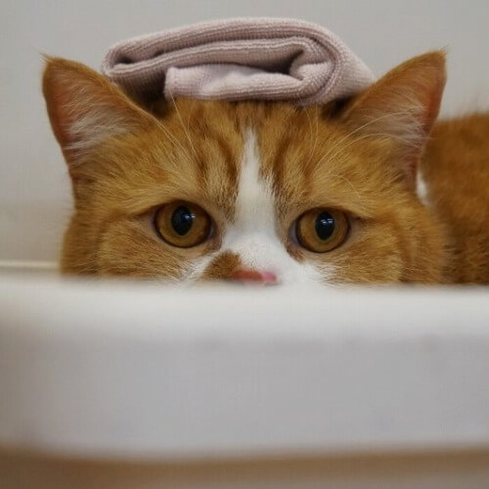 【スコティッシュフォールド】スコを飼う時のポイント