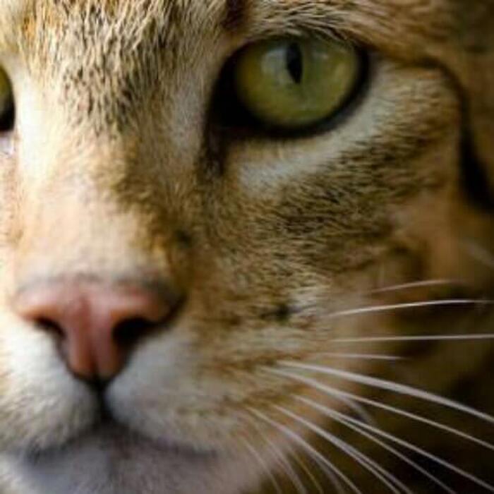 世界一高い家猫『アシェラ』!そのお値段と性格は?