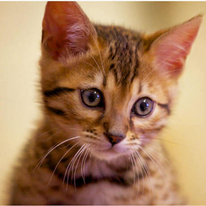 ベンガル猫は家にヒョウを飼ってる気分!その魅力とは