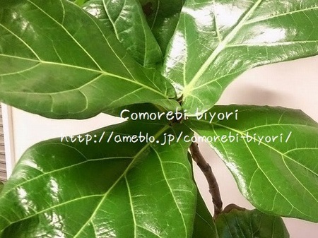 牛乳以外で、観葉植物をツヤツヤに見せるためのアイテムはコレ!