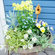 寄せ植えリメイク術
