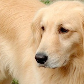 社会にとって必要な仕事「盲導犬訓練士」って!?