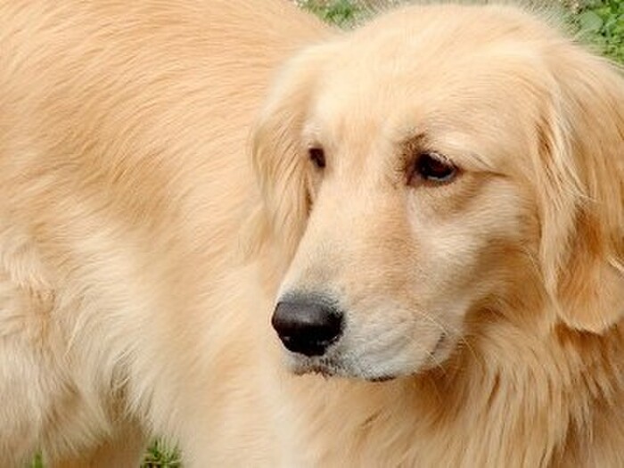 社会にとって必要な仕事「盲導犬訓練士」って!?