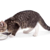 【猫の嘔吐】これから冬に多い猫の嘔吐、気をつけたいポイントは?