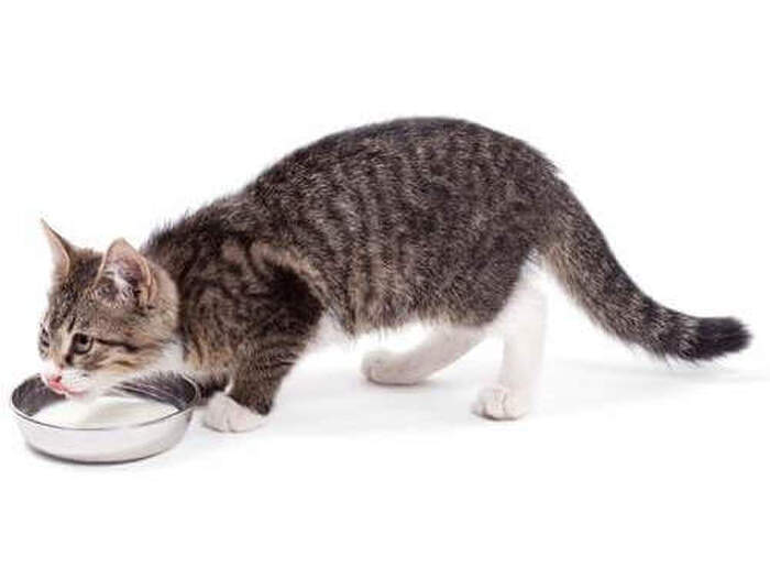 【猫の嘔吐】これから冬に多い猫の嘔吐、気をつけたいポイントは?