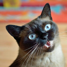 こんなことをしてたら要注意!猫の2つのストレスサイン!