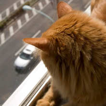 猫だって散歩したい!リードをつけて安全に猫を散歩させるコツとは