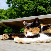 人生はニャンとかなる!猫が教えるストレスフリーに生きるための10の方法