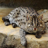 水族館に猫を観に行こう!素潜りが得意なスナドリネコが不思議〜♪