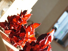 100均1袋で5個できる!鮮やかポプリツリー