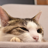 猫を腎不全にさせないために!少しでも猫に水を飲ませる7つのコツ♪