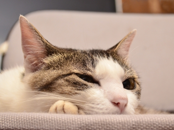 猫を腎不全にさせないために!少しでも猫に水を飲ませる7つのコツ♪