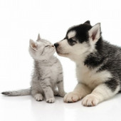 犬も猫も飼いたい!犬と猫を仲良くさせるためのコツとは