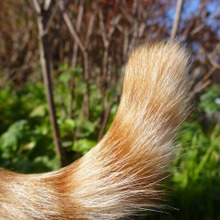 可愛いではすまされない!?猫が自分のしっぽを追う理由とは