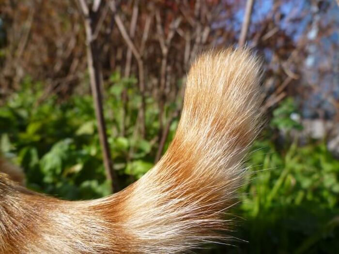 可愛いではすまされない!?猫が自分のしっぽを追う理由とは