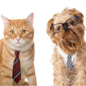 どっちがモテる?犬系男子と猫系男子の5つの違いとは