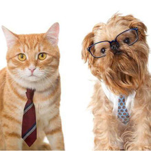 どっちがモテる?犬系男子と猫系男子の5つの違いとは