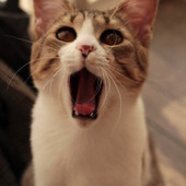 猫にも必要?猫に歯磨きする上手なやり方と注意点