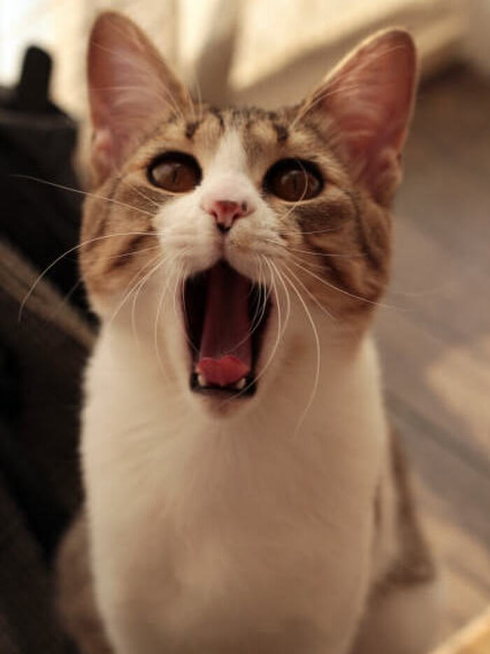 猫にも必要?猫に歯磨きする上手なやり方と注意点