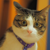 【最新猫雑学】猫は地震を予測出来る!?猫のココが凄い!