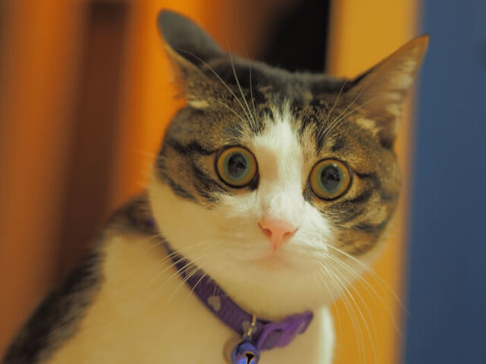 【最新猫雑学】猫は地震を予測出来る！？猫のココが凄い！