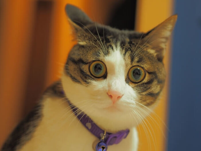 【最新猫雑学】猫は地震を予測出来る!?猫のココが凄い!