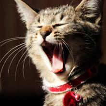 家猫の首輪どうしてる?首輪のメリット・デメリット