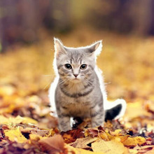 あの国民的アイドルも夢中!マンチカンってどんな猫?