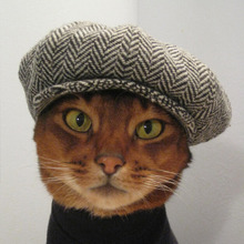 猫なのにこの色気!イケメン猫、アビシニアンの魅力