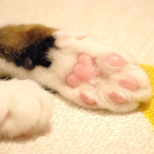 猫もみもみに癒される〜♡でもこれってどうしてするの?