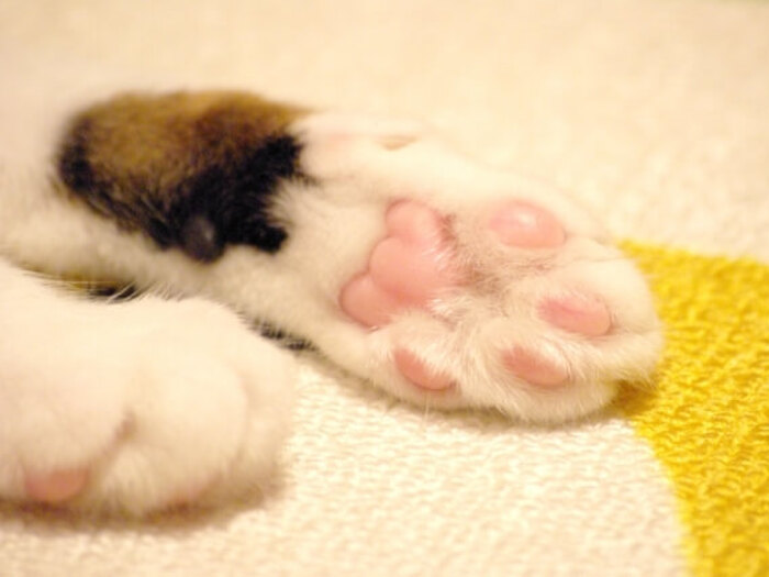 猫もみもみに癒される〜♡でもこれってどうしてするの?