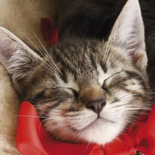 猫の気持ちが知りたい!それなら鳴き声の意味を知ろう!