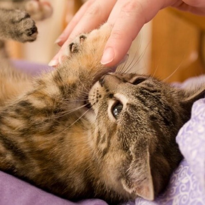 猫のための静電気対策ベスト3!