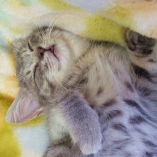 猫も夢を見るの?猫の睡眠についての疑問3選