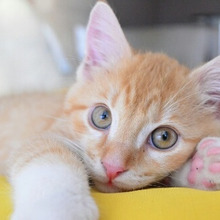 猫の爪を切るコツ3選!どうすれば上手に切れる?