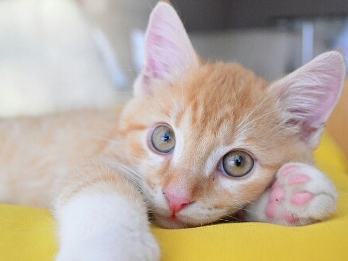 猫の爪を切るコツ3選!どうすれば上手に切れる?