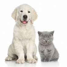 ペットへの手作りご飯に挑戦!おすすめの食材はコチラ♪