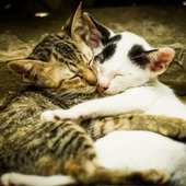 ペットの寒さ対策!冬に留守番させる時の注意点と保温グッズ