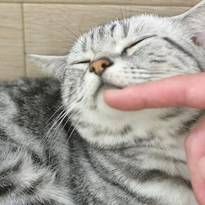 猫が教えるストレスフリーに生きるための10の方法